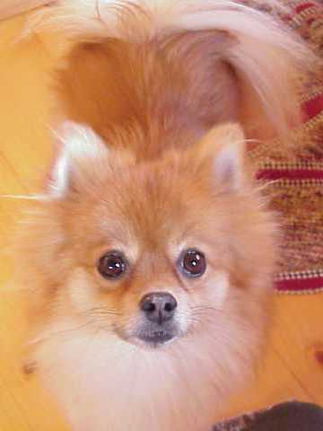 A dog - will I bark like a dog when I'm hypnotized.